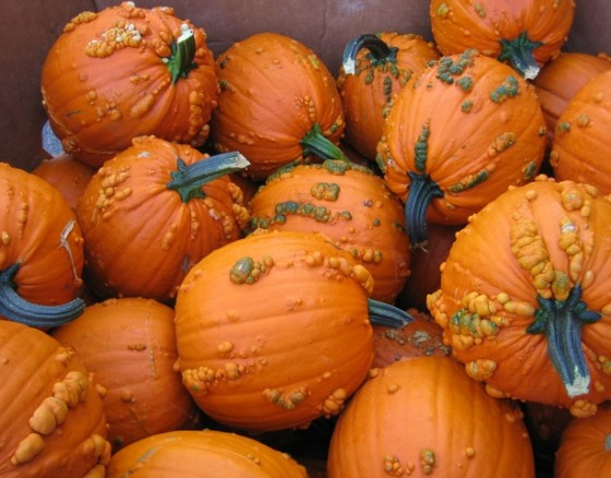 Pumpkins3