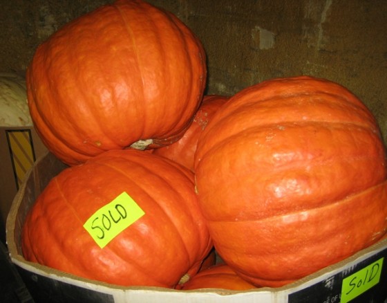 Pumpkins4